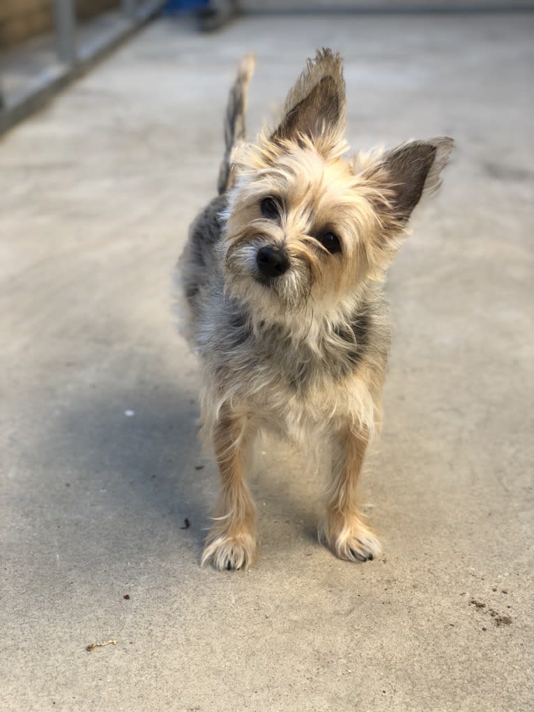 Molly, a Yorkshire Terrier and Cairn Terrier mix tested with EmbarkVet.com