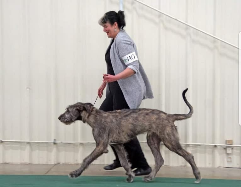 Mojo, an Irish Wolfhound tested with EmbarkVet.com