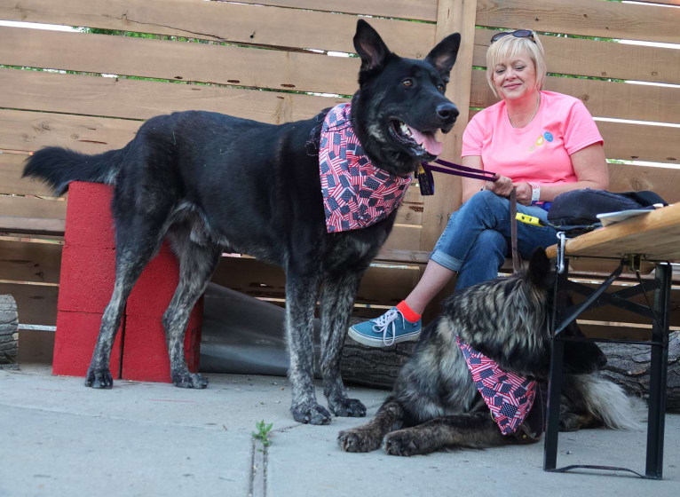 Flower's Trollius Petrusian von Rock, a German Shepherd Dog and Alaskan Malamute mix tested with EmbarkVet.com