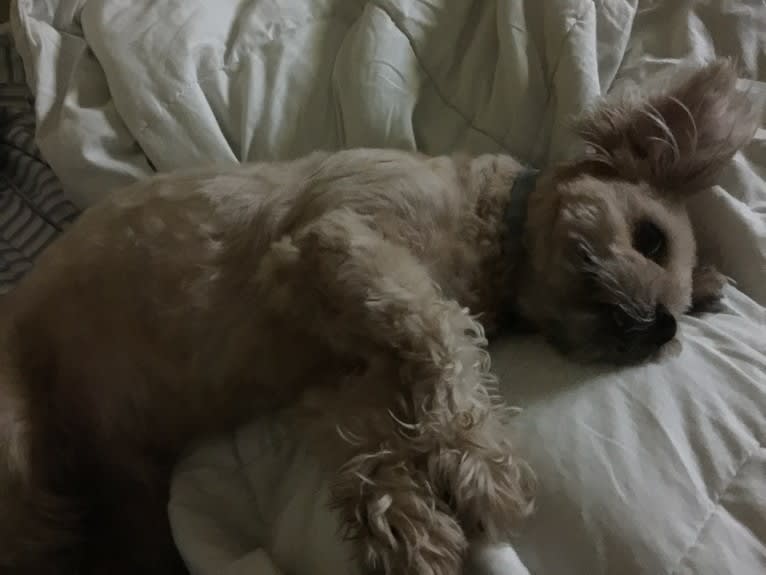 Roscoe, a Rat Terrier and Lhasa Apso mix tested with EmbarkVet.com