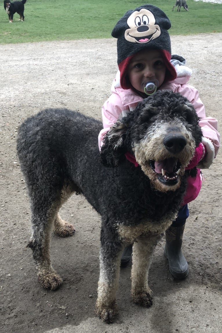 Hank, a Poodle (Standard) tested with EmbarkVet.com