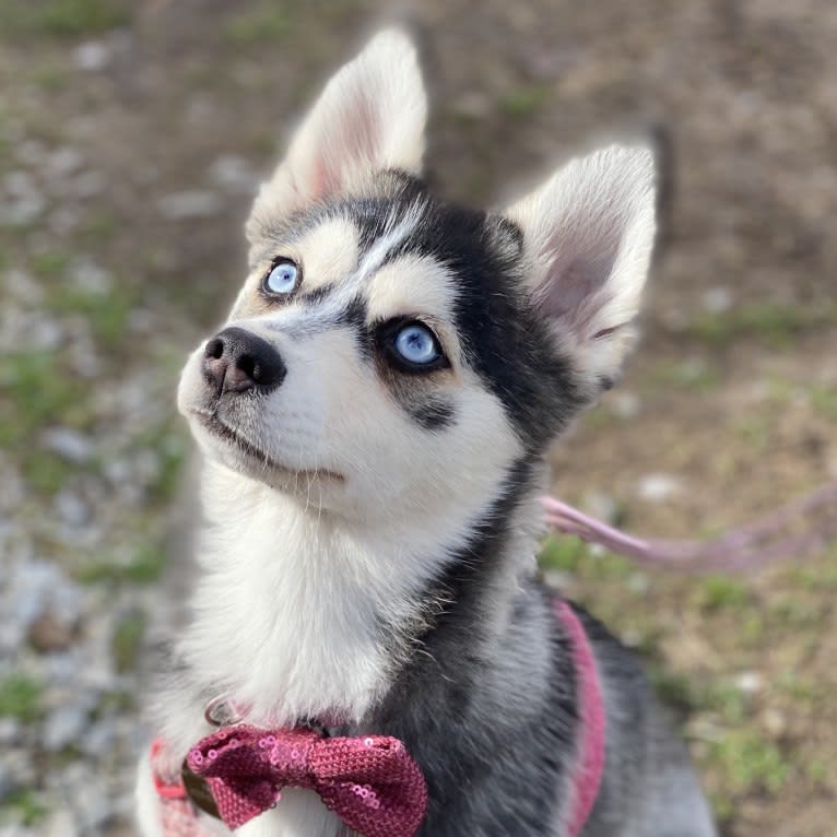 NIJA (Na•yah), a Pomsky tested with EmbarkVet.com