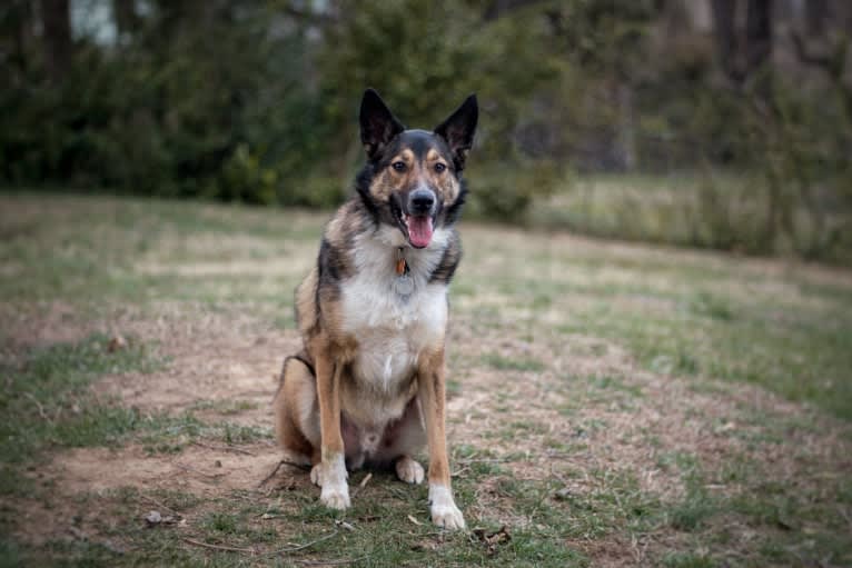 Ollie, a Collie and Border Collie mix tested with EmbarkVet.com