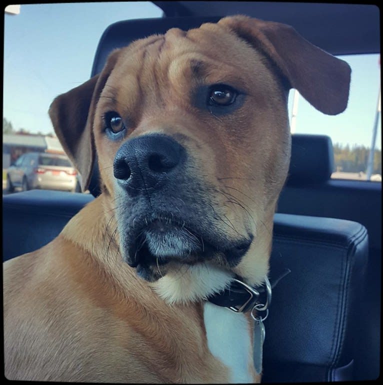 Ned, an American Bulldog and Rottweiler mix tested with EmbarkVet.com