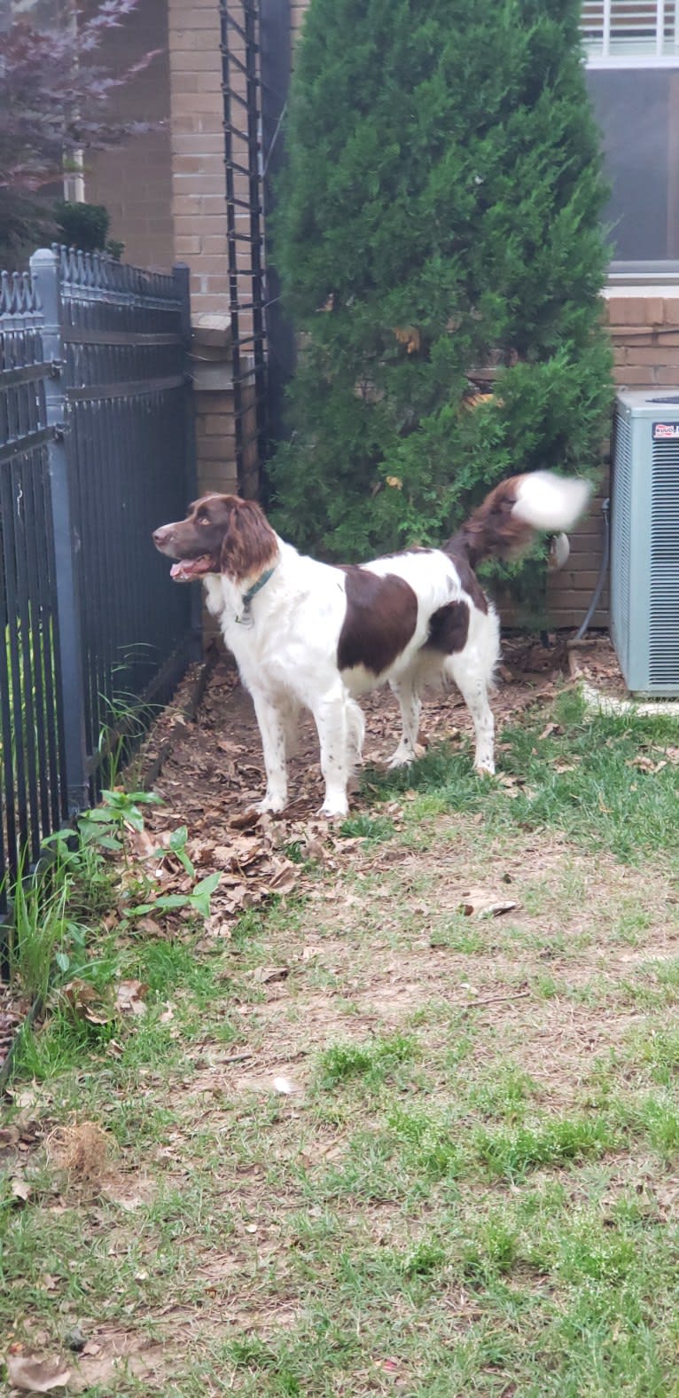 Luuk, a Drentsche Patrijshond tested with EmbarkVet.com