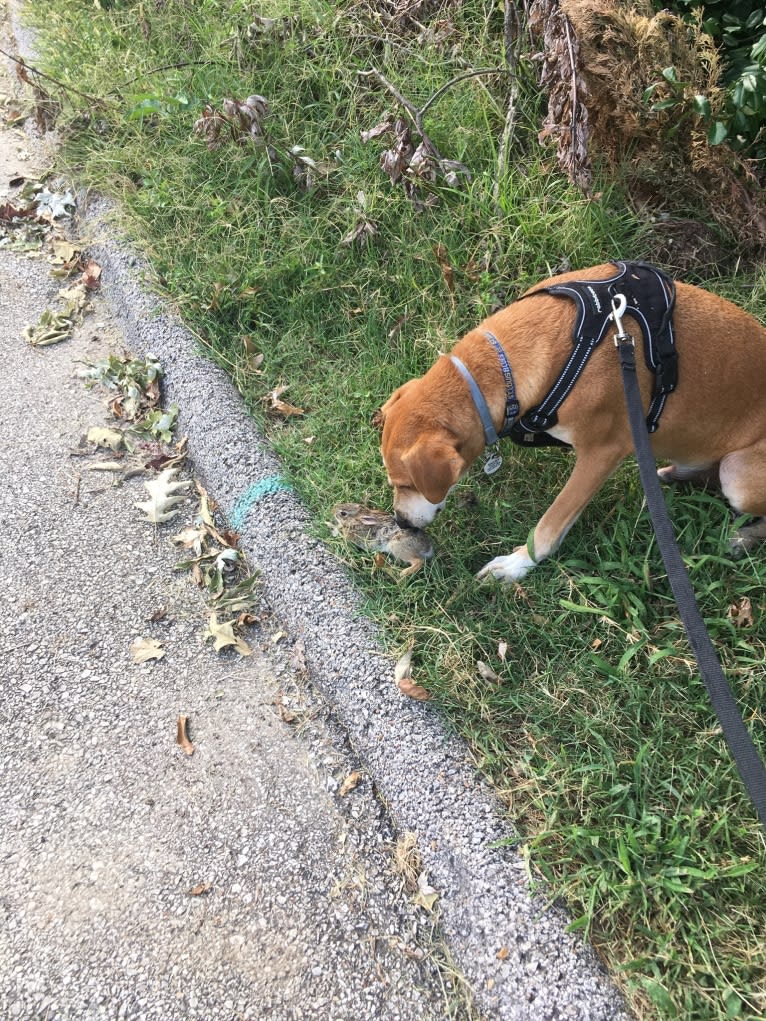 Stanley, a Mountain Cur tested with EmbarkVet.com