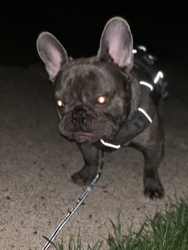 Nardo, a French Bulldog tested with EmbarkVet.com