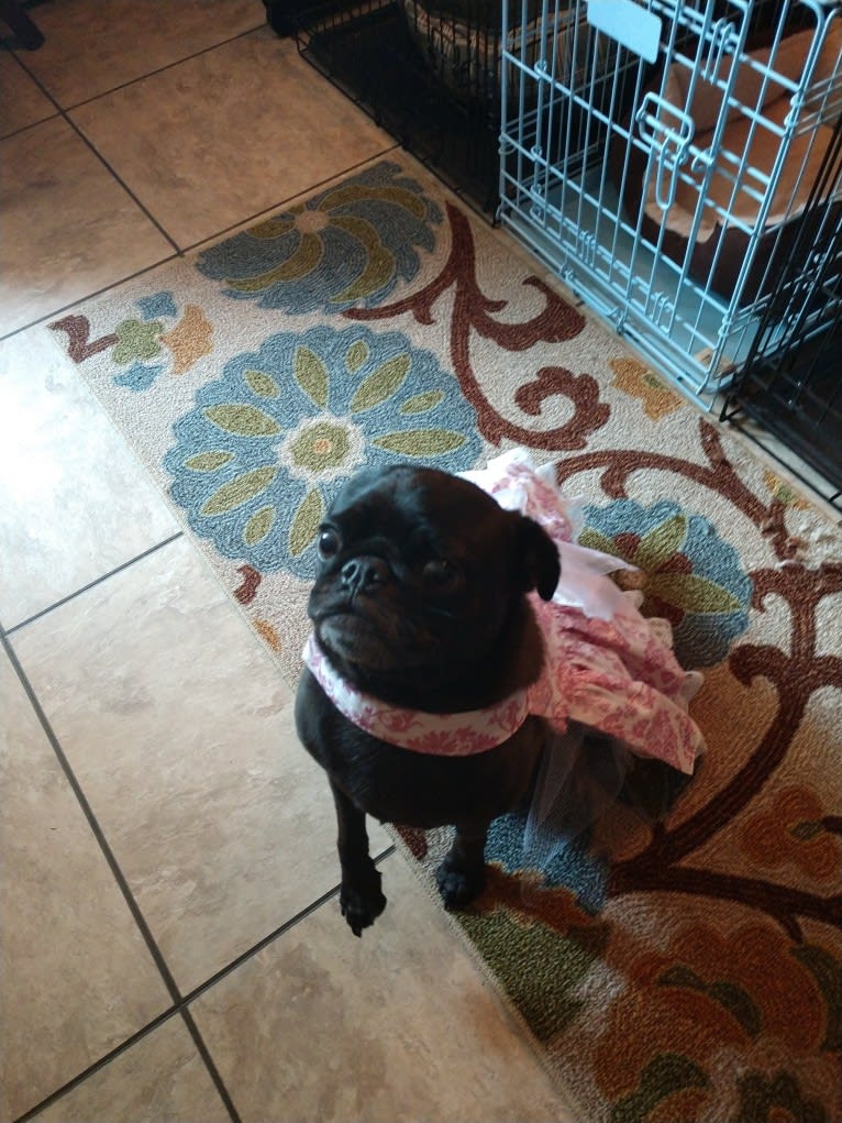 Princess Ebony, a Pug tested with EmbarkVet.com