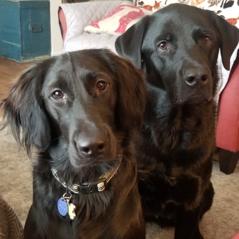 O'Reilly, an Irish Setter and German Shepherd Dog mix tested with EmbarkVet.com