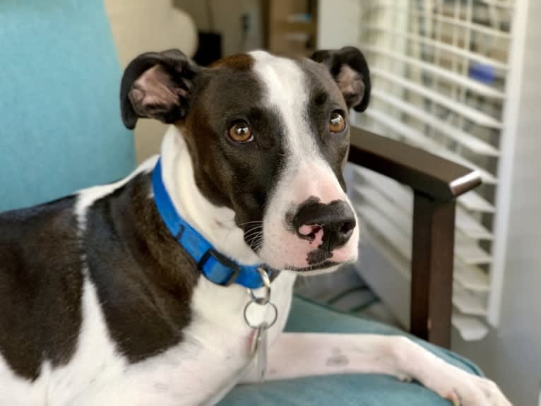 Digby Naruhito, Crown Prince of Galt, an American Pit Bull Terrier and Collie mix tested with EmbarkVet.com