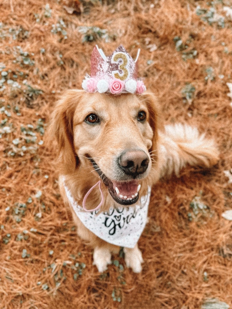 Marley, a Golden Retriever tested with EmbarkVet.com