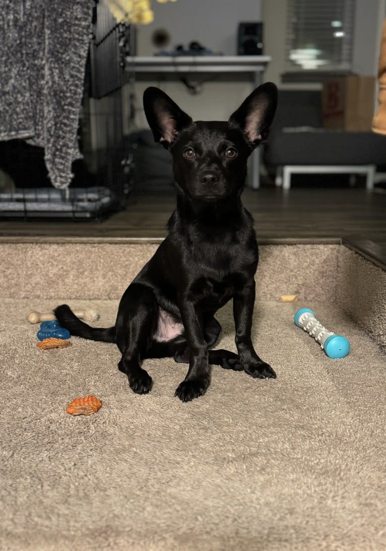 Doby, an Australian Cattle Dog and Miniature Pinscher mix tested with EmbarkVet.com