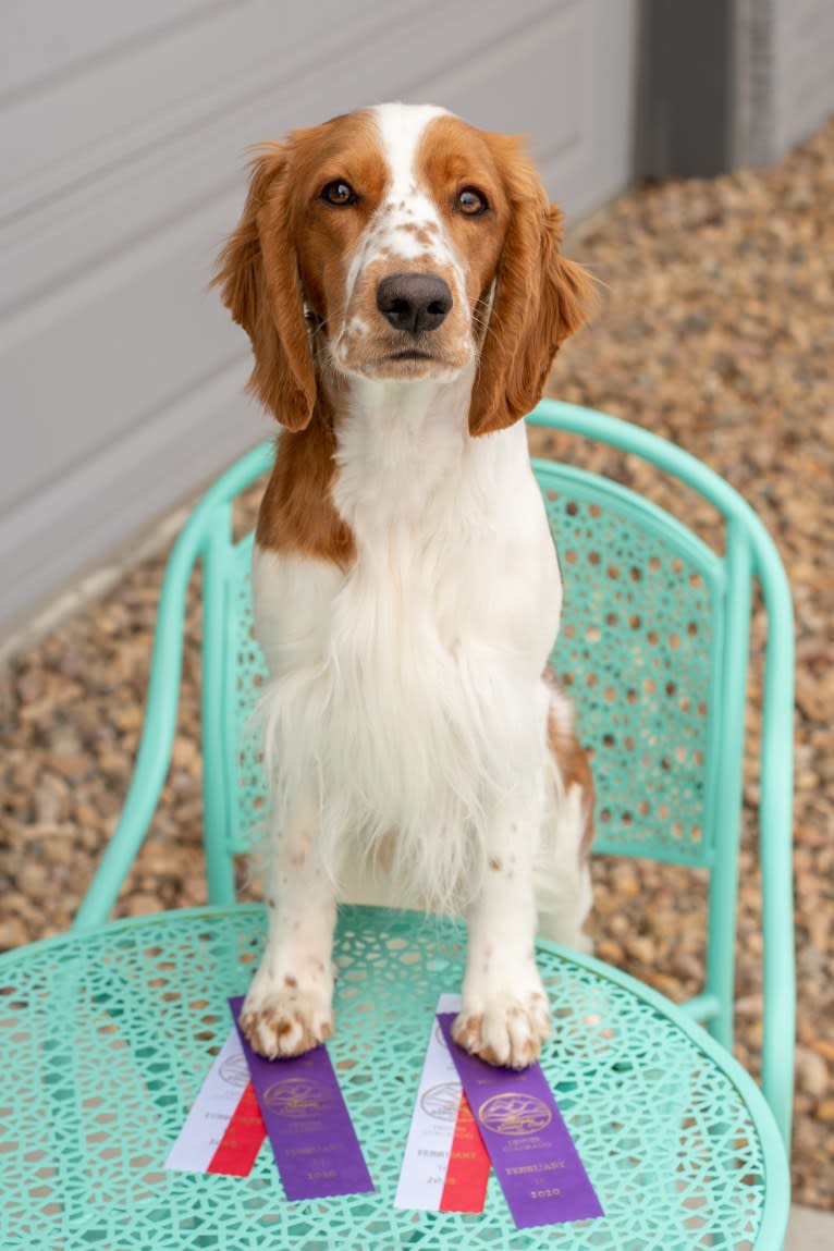 Minnow, a Welsh Springer Spaniel tested with EmbarkVet.com