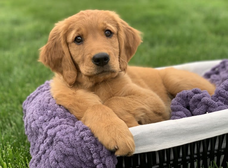 Lady, a Golden Retriever tested with EmbarkVet.com