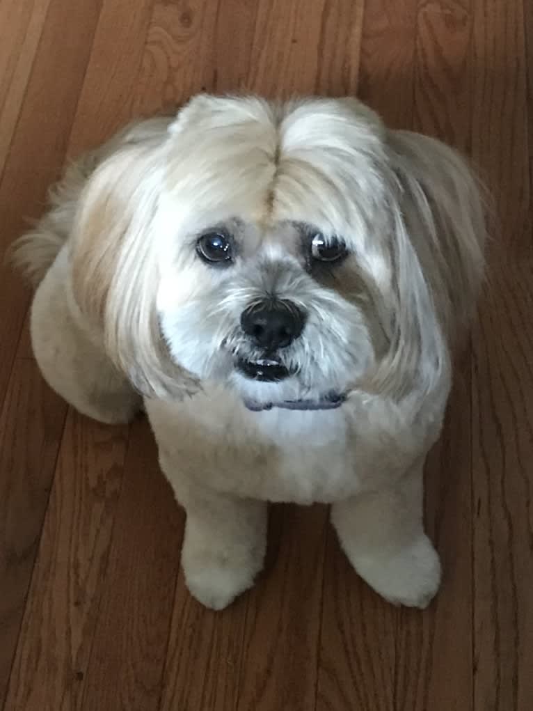 Rafi, a Lhasa Apso tested with EmbarkVet.com