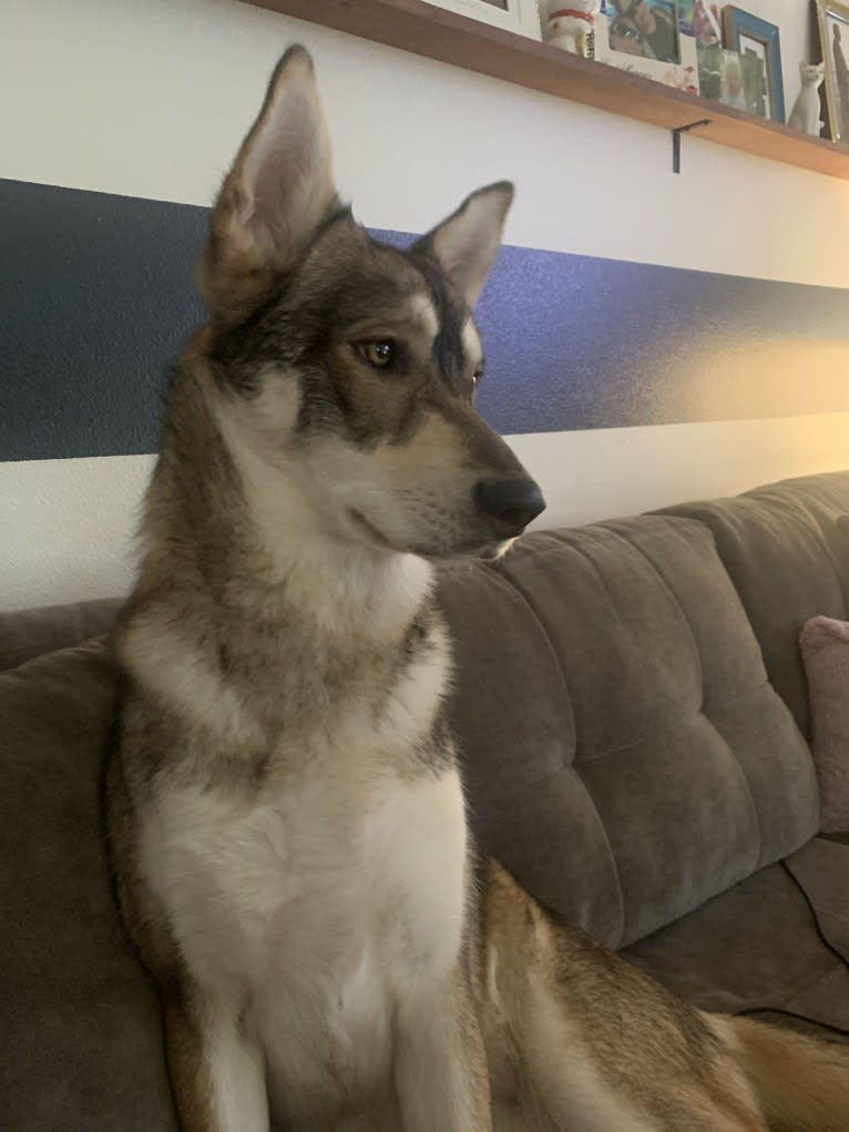 Pepper, a Siberian Husky and Alaskan Malamute mix tested with EmbarkVet.com