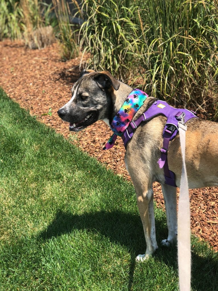 Pepper Ann, an American Bulldog and Siberian Husky mix tested with EmbarkVet.com