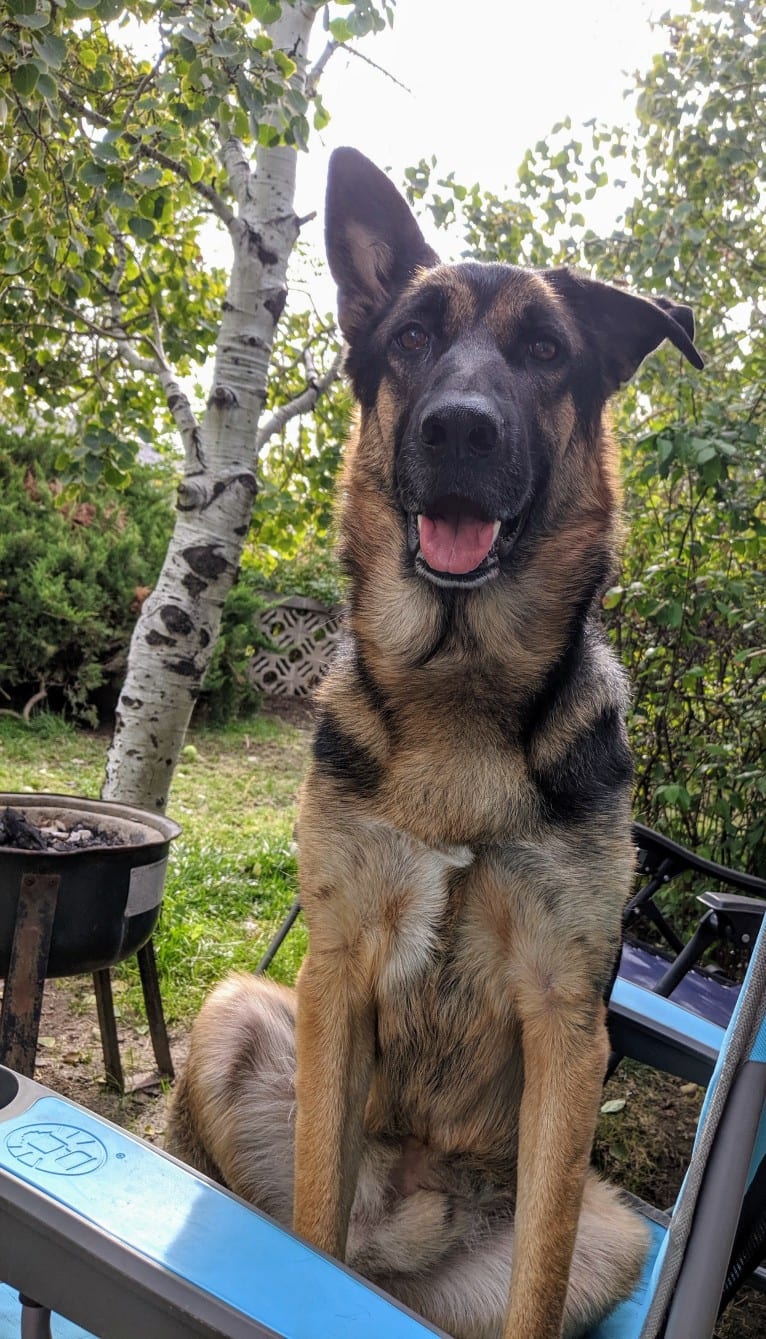 Brutus, a German Shepherd Dog and Samoyed mix tested with EmbarkVet.com