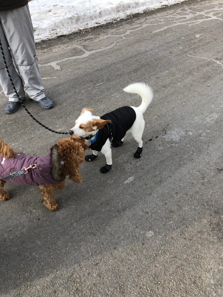 Jasper Chet, a Japanese or Korean Village Dog tested with EmbarkVet.com