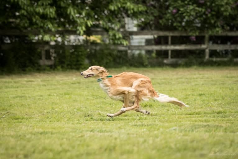 Dresden, a Silken Windhound tested with EmbarkVet.com