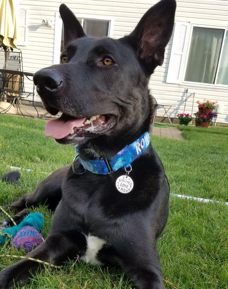 Rowan, a German Shepherd Dog and American Pit Bull Terrier mix tested with EmbarkVet.com