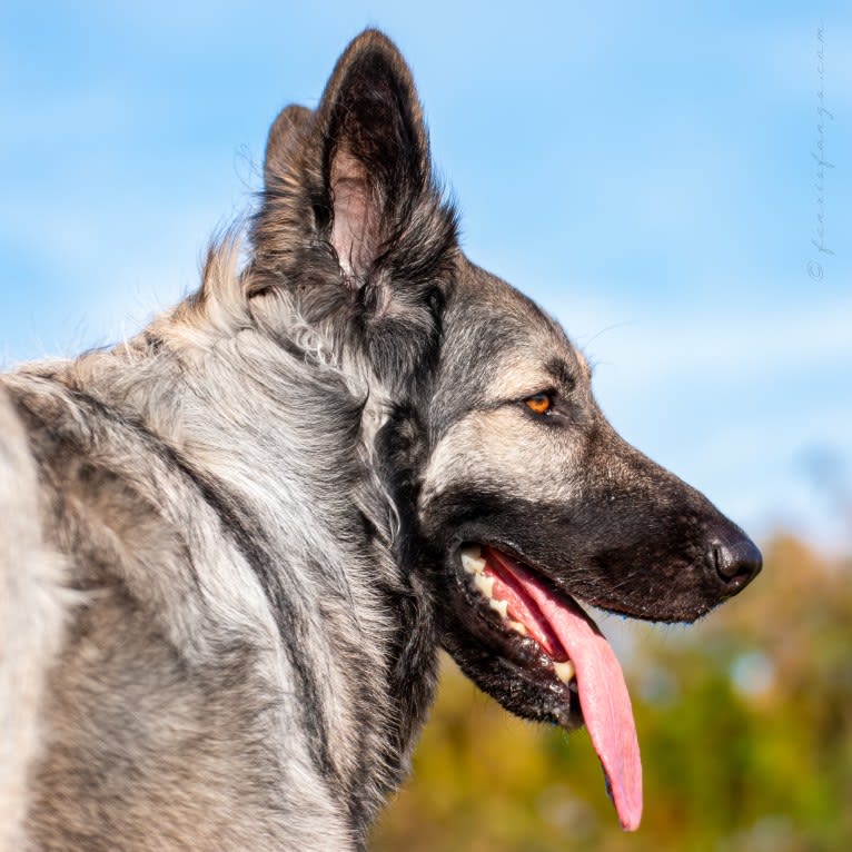 GEMMA, a German Shepherd Dog tested with EmbarkVet.com