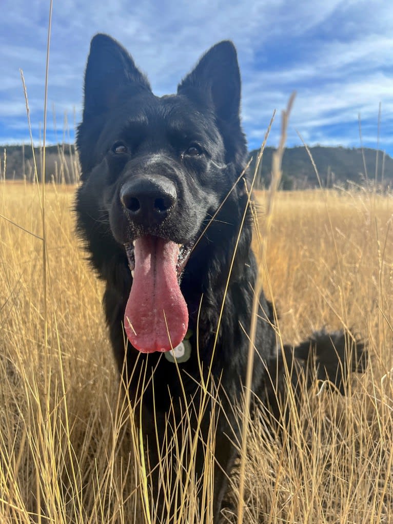 Valor Vom Hof Grebe, a German Shepherd Dog tested with EmbarkVet.com