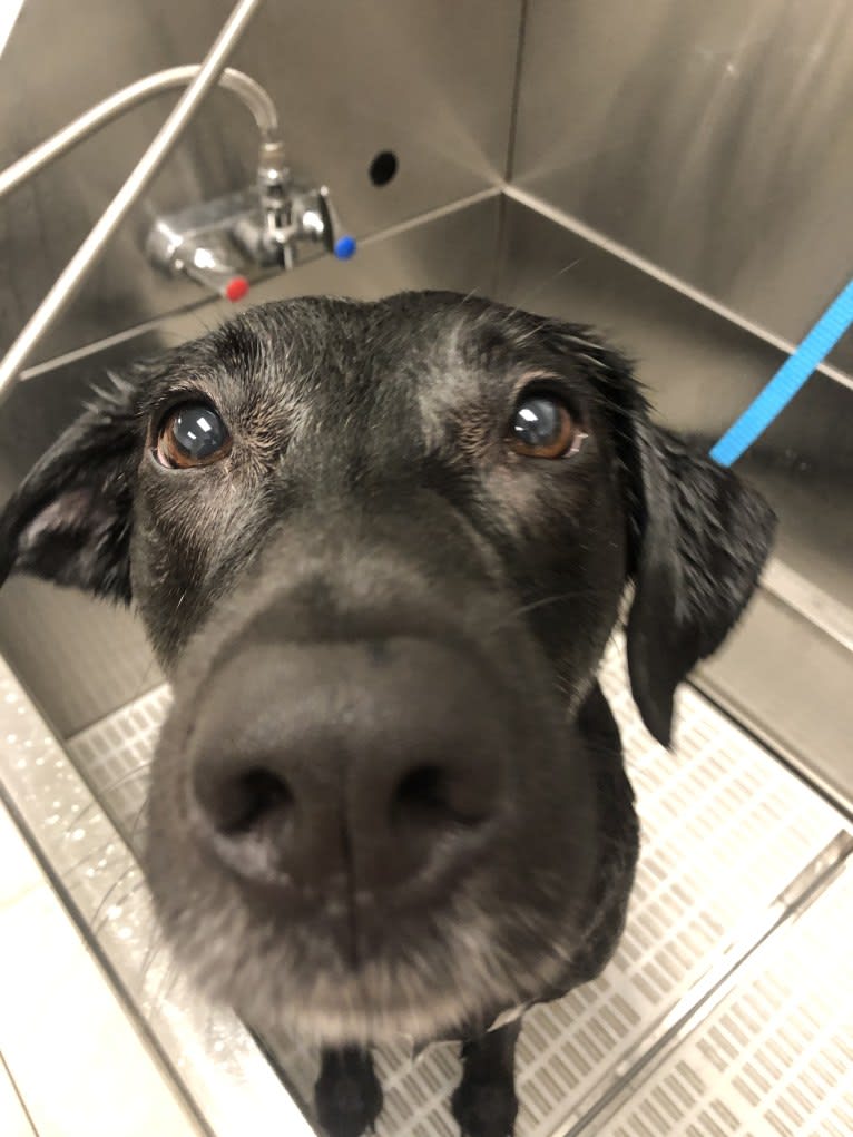 Kaida, a Labrador Retriever and Australian Shepherd mix tested with EmbarkVet.com