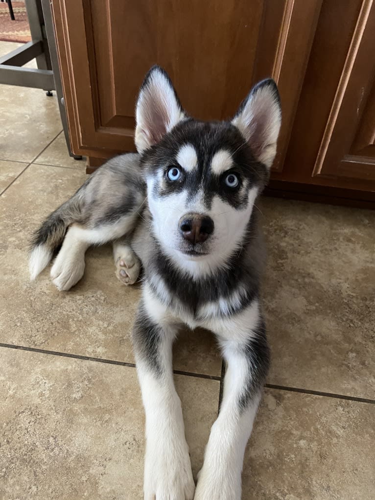 Shasta, a Siberian Husky tested with EmbarkVet.com