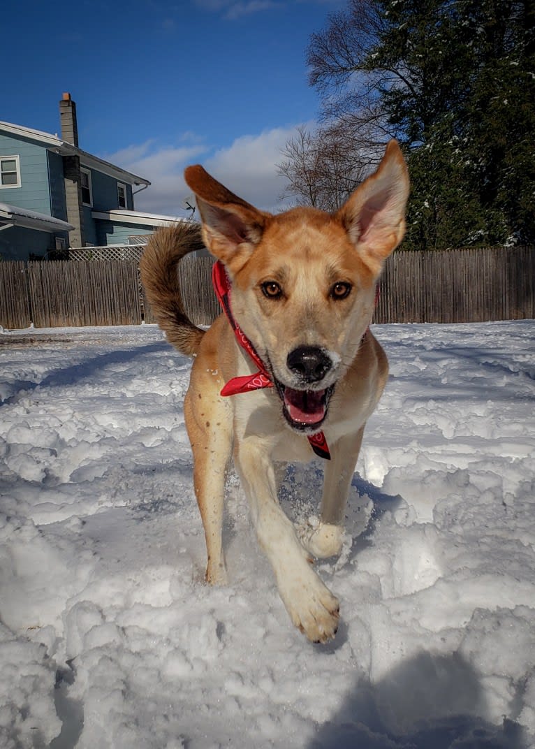 Link, a Siberian Husky and Golden Retriever mix tested with EmbarkVet.com