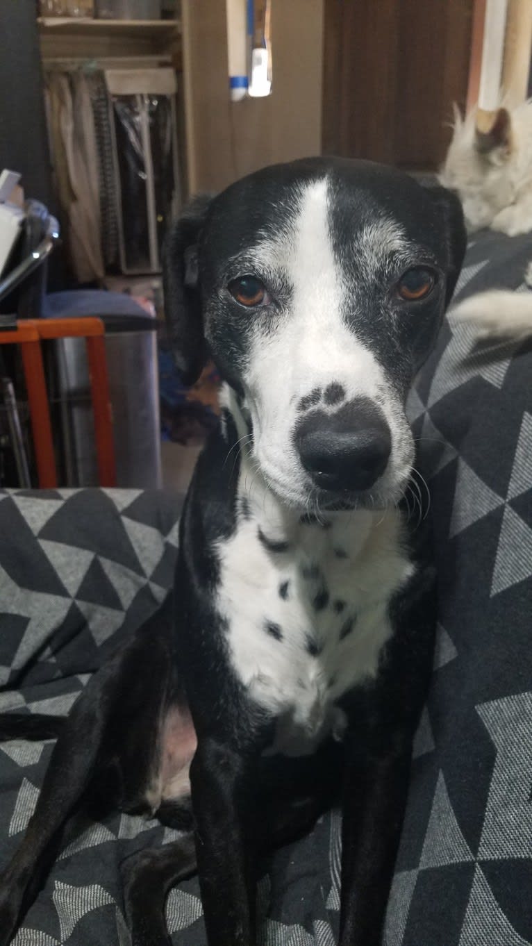 Oreo Rodriguez, a Dalmatian and American Pit Bull Terrier mix tested with EmbarkVet.com