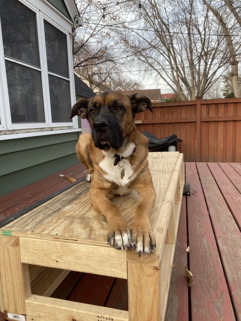 Finn, a Saint Bernard and English Shepherd mix tested with EmbarkVet.com