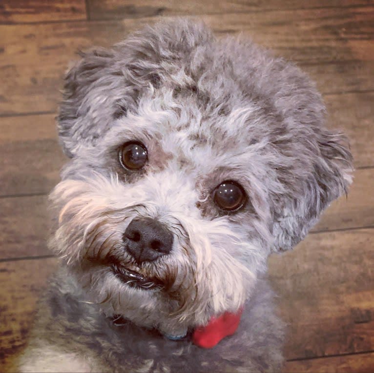 Bear, a Poodle (Small) and Shih Tzu mix tested with EmbarkVet.com