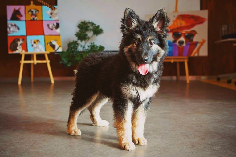 Flóki, an Eastern European Village Dog tested with EmbarkVet.com