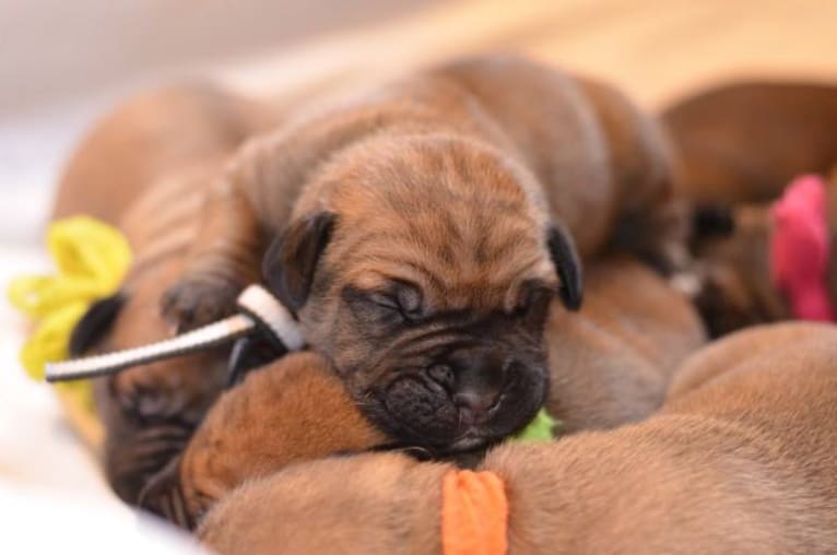 Dakarai, a Boerboel tested with EmbarkVet.com