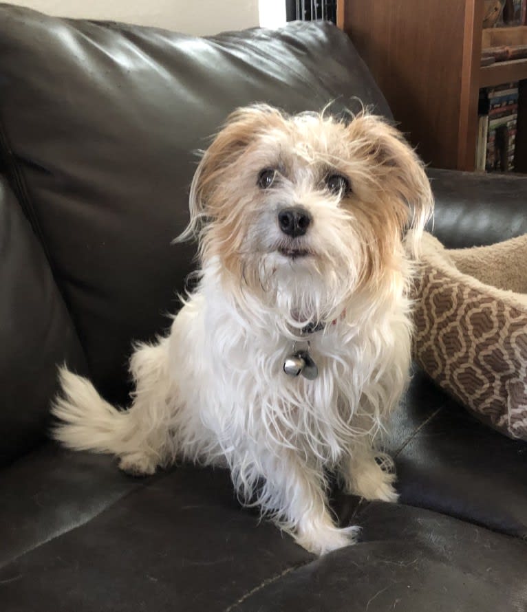 Puff, a Russell-type Terrier tested with EmbarkVet.com