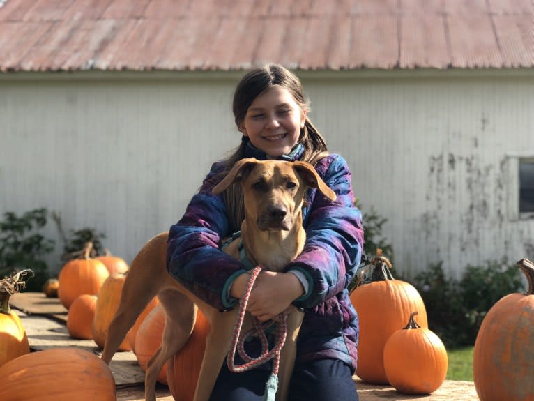 Lola, a Labrador Retriever and Boxer mix tested with EmbarkVet.com