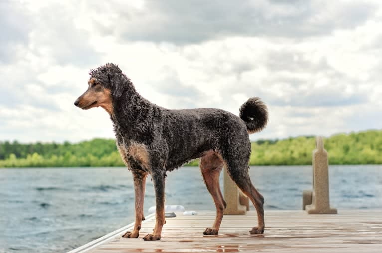 Hayley, an Aussiedoodle tested with EmbarkVet.com