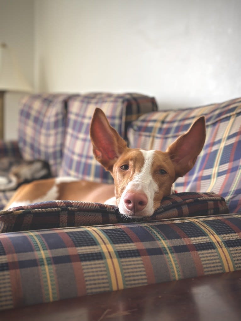 Ponzi, an Ibizan Hound tested with EmbarkVet.com