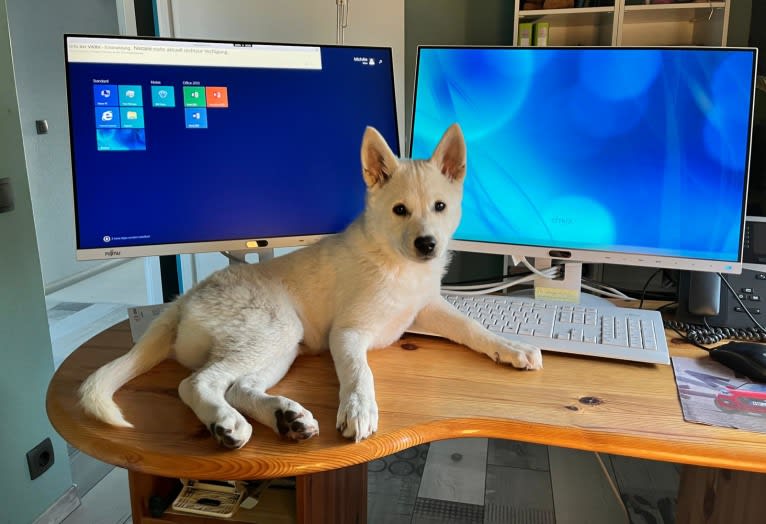 Mallow, a Canaan Dog tested with EmbarkVet.com