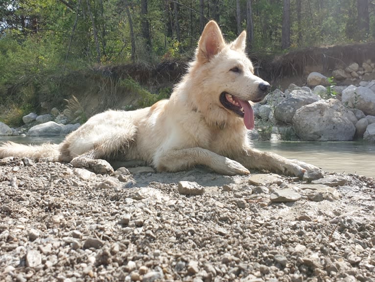 Raphaël, a German Shepherd Dog tested with EmbarkVet.com