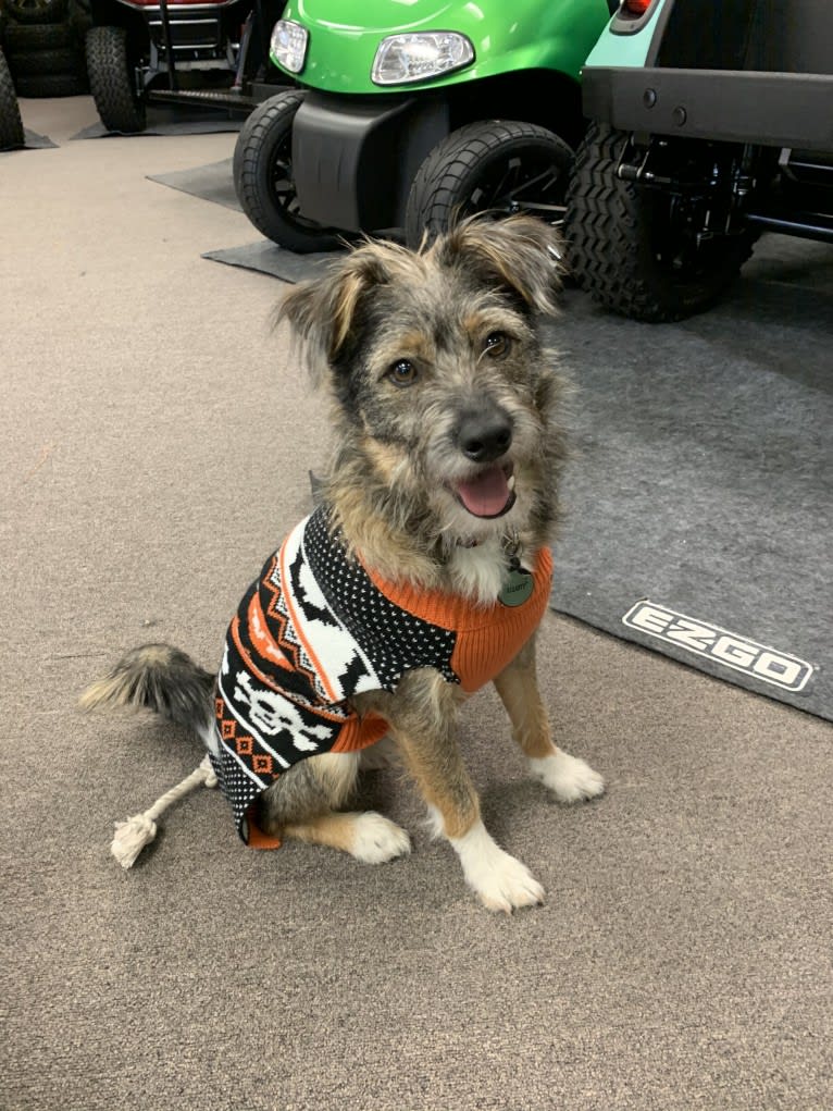 Elliott, a Rat Terrier and Australian Cattle Dog mix tested with EmbarkVet.com