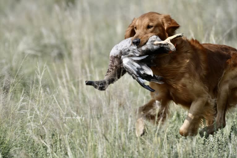 Philip, a Golden Retriever tested with EmbarkVet.com