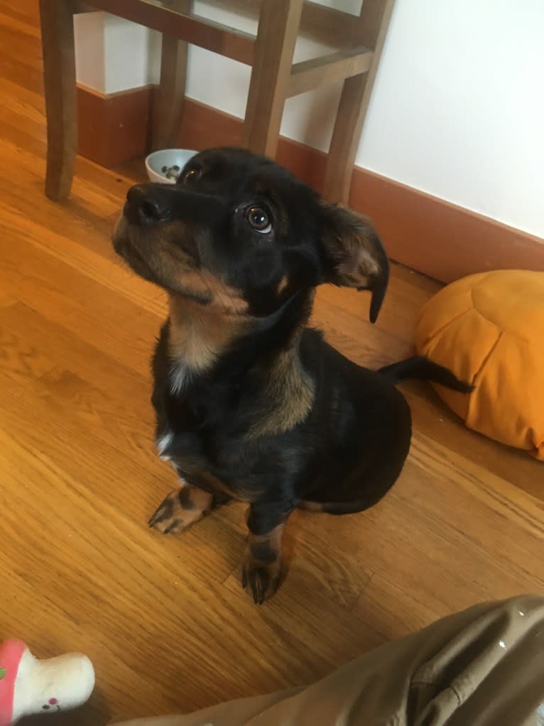 Luna, a Rottweiler and Chihuahua mix tested with EmbarkVet.com