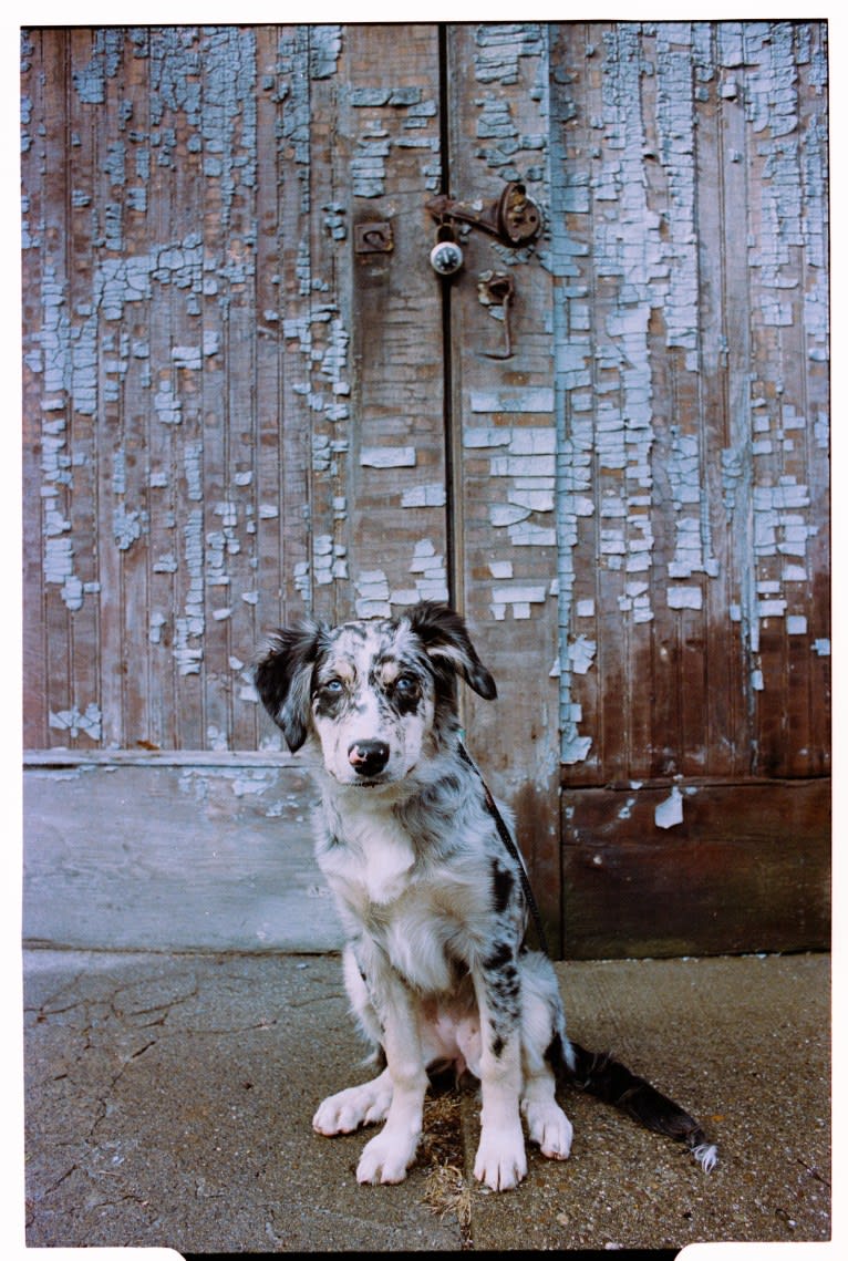 Willow, an Australian Shepherd and Miniature/MAS-type Australian Shepherd mix tested with EmbarkVet.com