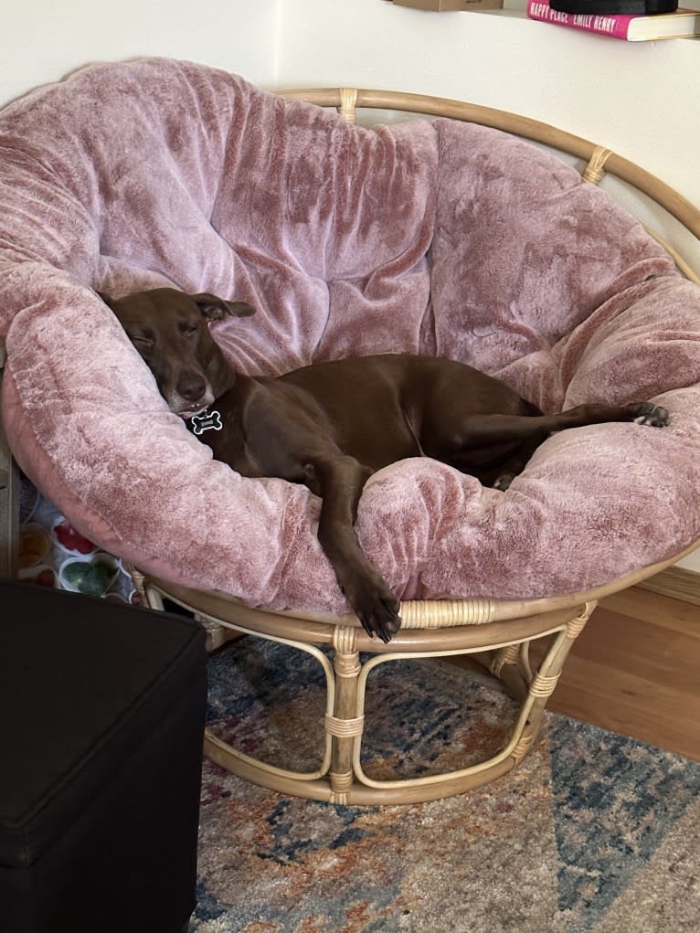 Lana, an American Pit Bull Terrier and Greyhound mix tested with EmbarkVet.com