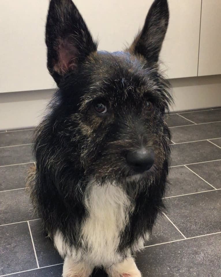 Link, a Pembroke Welsh Corgi and West Highland White Terrier mix tested with EmbarkVet.com