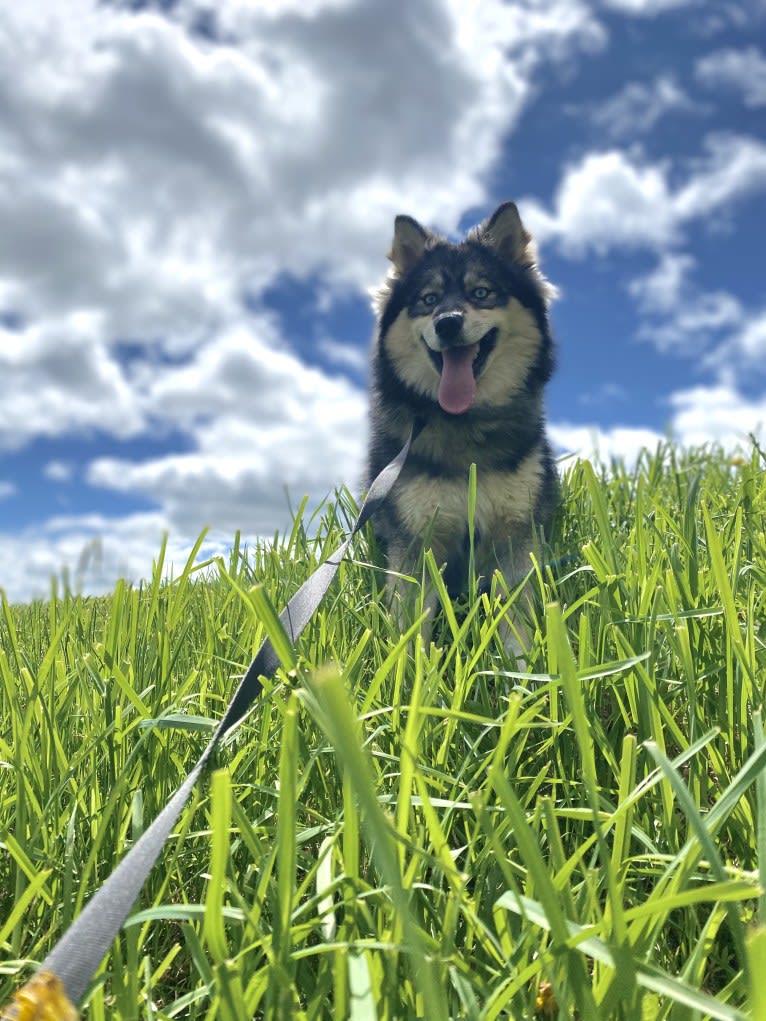 Sapphire, a Pomsky tested with EmbarkVet.com
