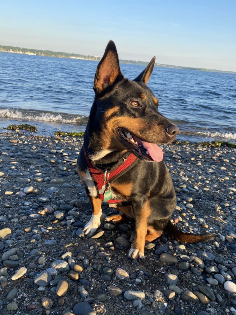 Charlie Grace, an Australian Cattle Dog and Golden Retriever mix tested with EmbarkVet.com