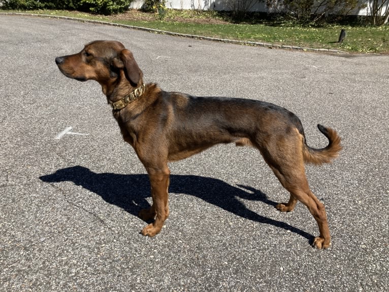 Milo, a Rottweiler and Golden Retriever mix tested with EmbarkVet.com